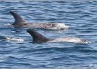 Risso's dolphins