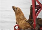 Steller Sea Lion