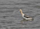 american avocet