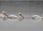 american white pelican