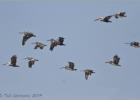 brown pelican formation team