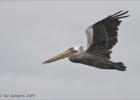 brown pelican