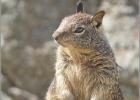 californian ground squirrel