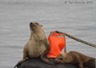 californian sea lions