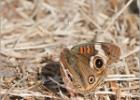 common buckeye