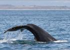 diving humpback