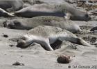 elephant seal siesta