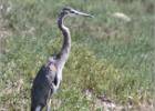 great blue heron