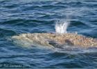 grey whale