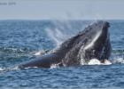 humpback lunge feeding