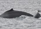 humpback whale