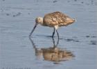 marbled godwit