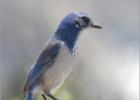 scrub jay