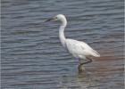 snowy egret