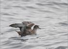 sooty shearwater