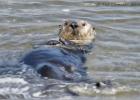 southern sea otter