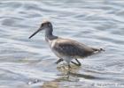 wading willet