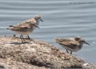 western and least sandpipers