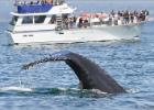 monterey whales 0814
