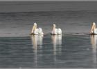 white pelicans