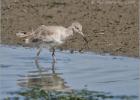 willet