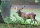 0043-red deer stag