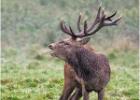 0111-red deer stag