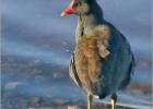 040115-distracted moorhen