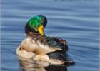 040115-drake mallard