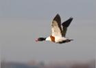 040115-high flying shelduck