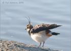 040115-lonely lapwing