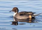 040115-pintail