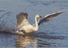 040115-whooper splash down