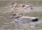 050315-M+F Gadwall-YSP