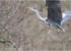 050315-grey heron 4-YSP