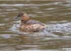 050315-little grebe-YSP