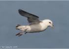 070415-cruising fulmar