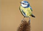 080215-bluetit on teasel-old moor