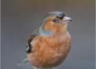 080215-chaffinch-old moor