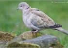 080215-collared dove-old moor