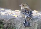 080215-female chaffinch-old moor