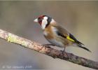 080215-goldfinch-old moor