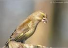 080215-greenfinch-old moor