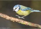 080215-jumping bluetit-old moor