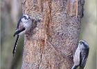 080215-long tailed tits-old moor