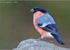 080215-male bullfinch-old moor