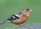 080215-male chaffinch-old moor