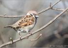 080215-tree sparrow-old moor