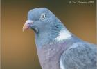 080215-wood pigeon-old moor