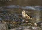 090415-meadow pippet